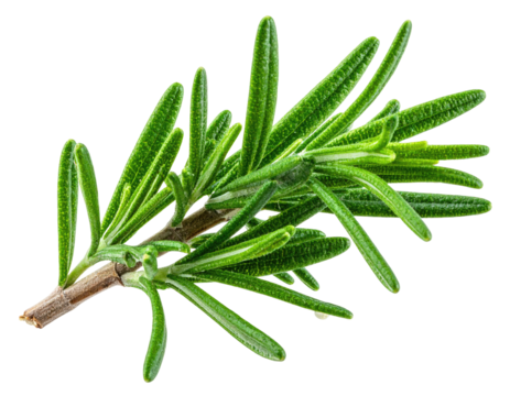 Close-up sprig of fresh rosemary