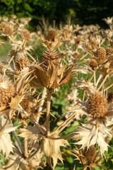 Obraz premium Eryngium giganteum at the end of summer
