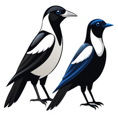 Two beautiful magpies are standing gracefully on a white background image