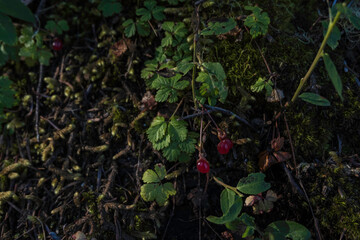 plants in the forests