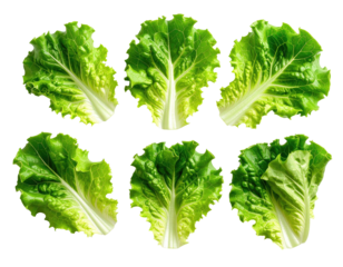 Six vibrant green lettuce leaves arranged in a symmetrical pattern.  Each leaf is whole and displays a slightly lighter center vein
