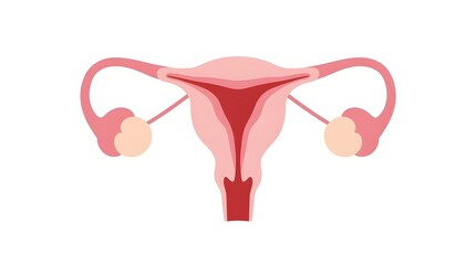 Flat vector infographic of female urinary system anatomy