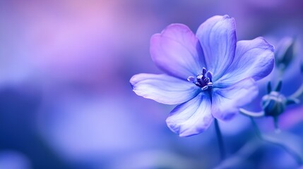 Obraz premium Blue Purple Flower Blossom Macro Background Soft Focus