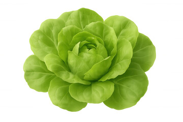 Fototapeta premium Fresh butterhead lettuce, full head, with vibrant green leaves, promoting healthy eating and vegan nutrition