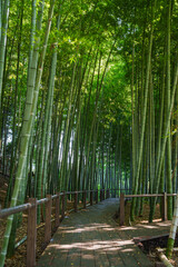 竹林 見沼通船堀公園 2025年8月30日撮影