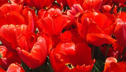 Vibrant red tulips in full bloom