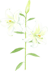 白いユリの花の水彩イラスト