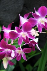 Vertical Close-Up of Purple and White Orchids