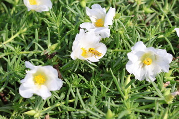 風邪そよぐ、白い松葉ボタンの花にミツバチがいます。