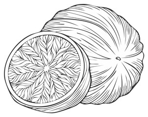 Obraz premium Stylized Citrus Fruit Line Art Illustration. Whole and Halved Fruit with Detailed Pattern.