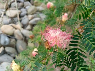 Red and White Calliandra flower (Calliandra surinamensis), an ornamental plant with its striking beauty and color and unique shape