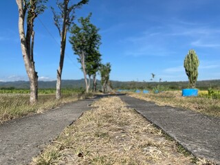Straight rural path with tall trees on both sides under bright blue sky.