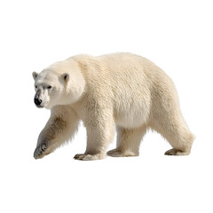polar bear isolated on white