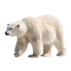 white polar bear