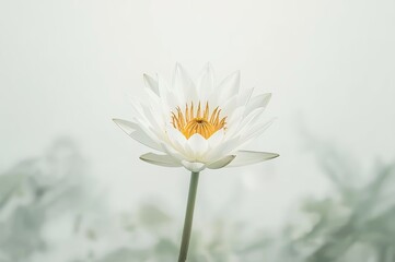 A single white lotus flower with a yellow center stands gracefully against a soft, blurred background, highlighting its delicate petals.