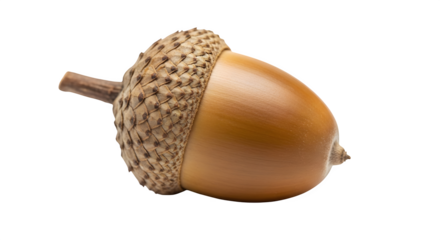 Acorn isolated on transparent background, a symbol of autumn, fall, and nature, representing growth, potential, and the beauty of the seasons harvest