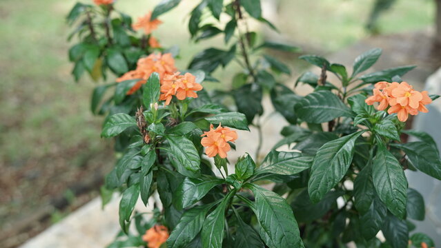 Firework Peach Blossoms (Crossandra infundibuliformis) in bloom and detail of orange Aboli flowers growing in pots in the garden.