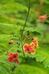 Peacock Flowers and Buds Swaying in the Wind Against Soft Green Background