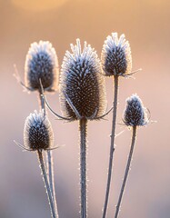 Obraz premium Frost-covered seed heads backlit by warm sunrise light