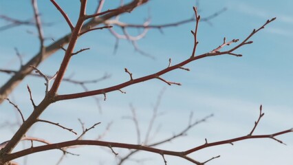 Obraz premium Bare tree branches against a clear blue sky