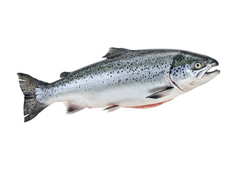 Obraz premium Freshly caught fish on an isolated white background, perfect for culinary arts or healthy food illustrations and seafood recipes. Raw fish ready to cook.