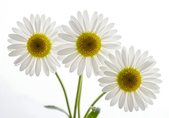 Naklejka premium Elegant trio of daisy blossoms, showcasing their delicate white petals and vibrant yellow centers against a crisp, luminous background, embodying natural beauty