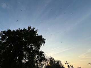 Flock of birds flying in morning sky near tall trees at sunrise, creating a natural and atmospheric tropical scene.