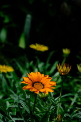 Warm Yellow Flower with Soft Focus Flowers and Grass Background
