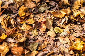 Dry leaves carpet the ground in earthy tones in Brazil. Autumn nature background.