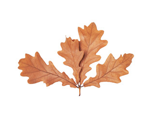 Autumn oak leaves cut out on transparent background