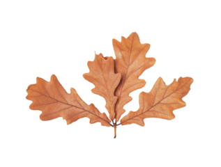 Autumn oak leaves cut out on transparent background