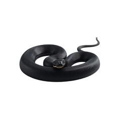 Black coiled snake isolated on transparent background