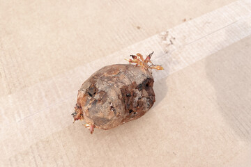 Rotten produce with signs of new life