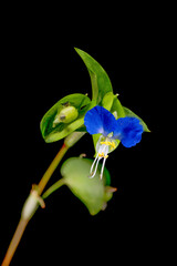 Macro photo of Asiatic dayflower (Commelina communis) in Japan in September