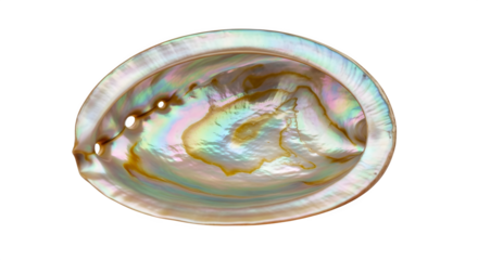 Abalone shell isolated on transparent background, showcasing its iridescent interior with swirling patterns of blues, greens, and pinks, a natural wonder