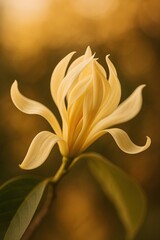 Obraz premium Graceful Champaca Bloom