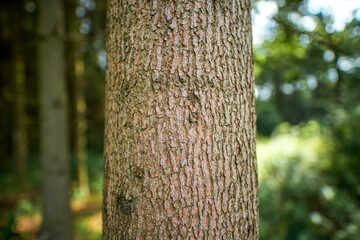 Weathered brown bark texture in forest setting