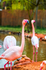Pink flamingos with feathers in focus