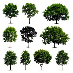 Fototapeta premium Nine lush green trees and three silhouettes against a white backdrop