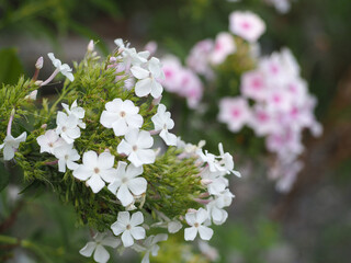 植物　９月の花　ピンク　白