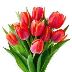 Fototapeta premium a bouquet of tulips with green leaves isolated on white and transparent background.
