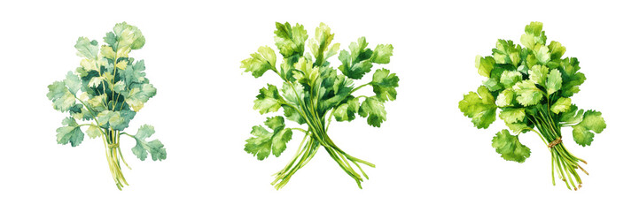 Three bunches of fresh cilantro, watercolor, close-up, in a row arrangement on transparent background