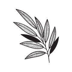 Abstract plant with lined leaves, modern black and white line art. Hand-drawn vector illustration of a botanical branch. Minimalist graphic foliage sketch isolated on white background for wall art and