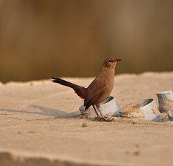 Robin