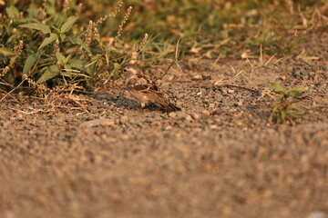 Sparrow