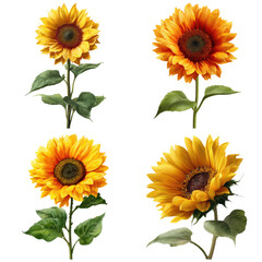 Cheerful sunflowers, vibrant and detailed floral illustrations on black, presented in a bright and sunny display on transparent background