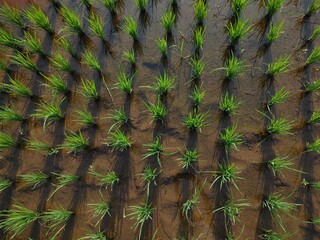 Rows of neatly arranged young rice plants in the muddy fields form a beautiful natural symmetrical pattern.
