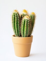Sticker, a unique expressive fresh cactuses in a vase, romantic, modern style, unique and rare, tender and vibrant, white background 