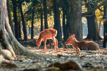紅葉の奈良公園の鹿、太陽の光が美しい