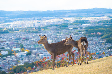 紅葉の奈良公園の鹿、若草山の山頂より見える奈良の景色